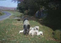 An image from the Dartmoor Trust Archive