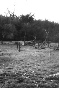 Old trees are grubbed and new varieties planted during a Lustleigh Apple Day