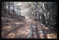 Haytor tramway - Yarner woods