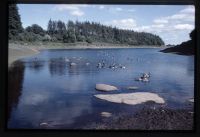 Geese at Trenchford