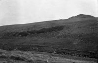 NEGATIVE OF WISTMANS WOOD