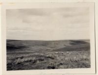 A view of the East Dart River from Philpot's Cut