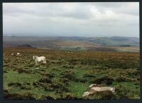 15/63 Above Hen Tor to Ditsworthy and Ringmoor Down and Gutter Tor 2/10/1991