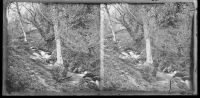 Stereoscopic view of a river