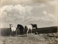 Dartmoor ponies