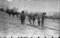 NEGATIVE OF  PONIES, OKEHAMPTON  by R. HANSFORD WORTH