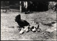 Hens and chicks in Oxenham farmyard