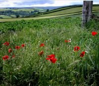 Poppyfield