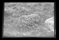 Heather clump on Ugborough Beacon