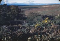 Haldon Moor