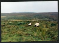 An image from the Dartmoor Trust Archive