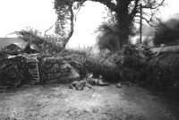 A beech tree blocking the road at Neadon Farm after the hurricane of January 1990