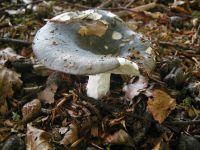 Woodland Fungus