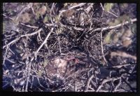 Young Carrion Crow