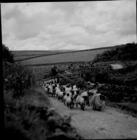 An image from the Dartmoor Trust Archive