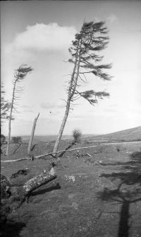 An image from the Dartmoor Trust Archive