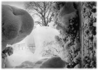 Snow covered branches