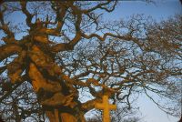 Meavy Oak