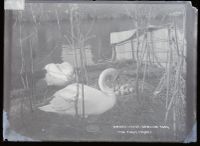 Swans and nest: 'the first cygnet', Dawlish