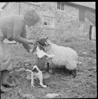 An image from the Dartmoor Trust Archive