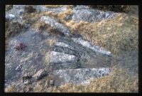 Haytor tramway - swtich bolt plate