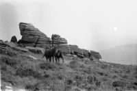 An image from the Dartmoor Trust Archive