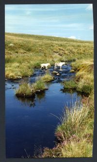 An image from the Dartmoor Trust Archive