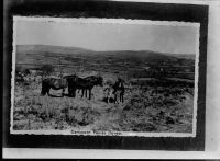 Ponies On Dartmoor