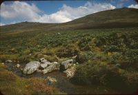 The Lyd under Bray Tor