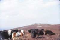 Livestock near Rowtor