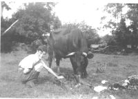 Needham boy with cow and calf