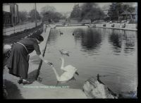 'Feeding the Swans', Dawlish