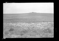 Cox Tor with cotton grass in the foreground