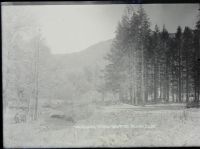 Woodland Scene, Bampton