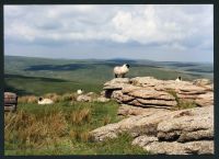 33/34 Wacka Tor NE to Bala Brook 20/6/1991