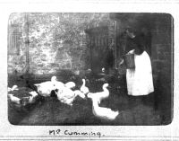 Mrs Cumming feeding geese, Town Barton, Manaton c1910