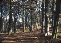 Woods near Cornwood