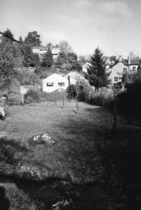 New apple trees growing in Lustleigh Orchard