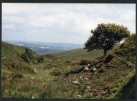 16/34 Red Brook above Wheel Pit 20/6/1991