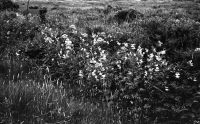 NEGATIVE OF MEADOWSWEET AND VALERIAN by R. HANSFORD WORTH,