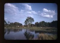 Rookery Pool 