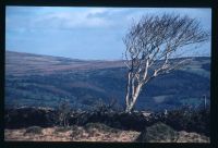 WIND BLOWN TREE