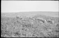 Hut circle on Shapley Common near the road to Grimspound