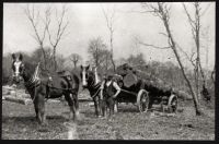 Timber cart and Horses