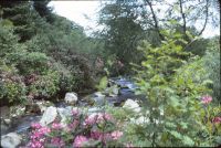 River Walkham near Ward Bridge