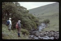 Piles copse, Erme