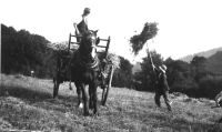 Getting in the hay, 1920s