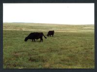 26/39 Naker's Hill East slope near Aune Head Mires 17/7/1991