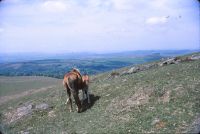 Ponies near Eastern Beacon