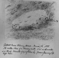 Crazing Mill Stone at Gobbet Blowing House